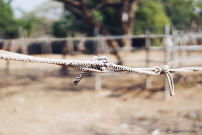 Close-up of a bird on fence