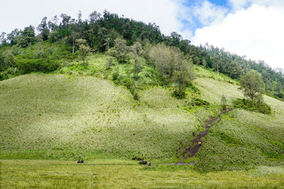 Scenic view of green field against sky