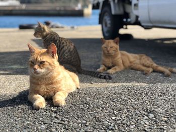 Cats sitting on road