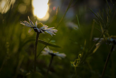 plant