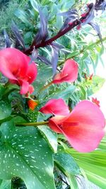 Close-up of red flowers