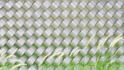 Full frame shot of green plants on field