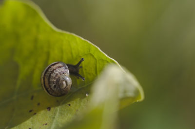 Close-up of snail on leaf