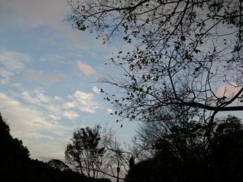 Low angle view of silhouette trees against sky