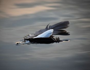 High angle view of seagull flying over lake