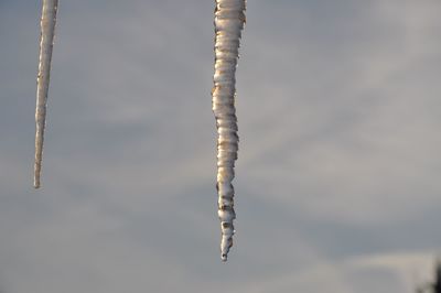 Close-up of icicles hanging on twig against sky