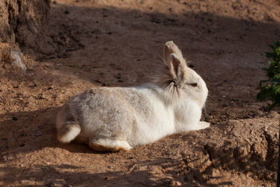 Bunny chilling.