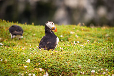 Close-up of puffin in field
