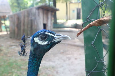 Close-up of peacock