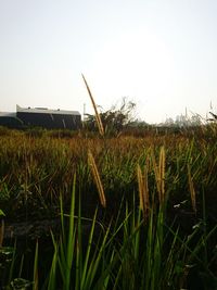 Grass growing on field against clear sky