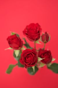 Close-up of red roses over pink background