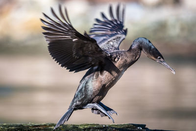 Close-up of bird flying