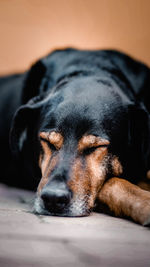 Close-up of a dog