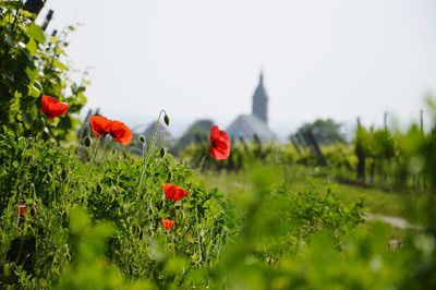 Close-up of red poppies on field against sky