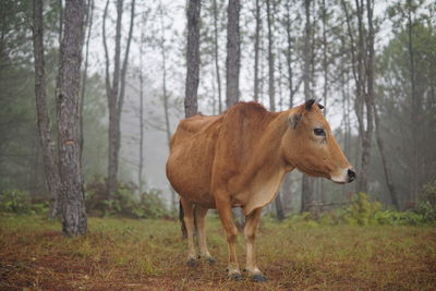 Horse standing in a field