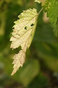 Close-up of autumnal leaf