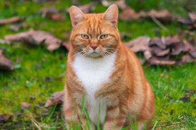 Portrait of tabby cat on field