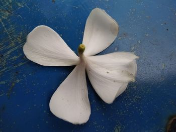 Close-up of white rose on table