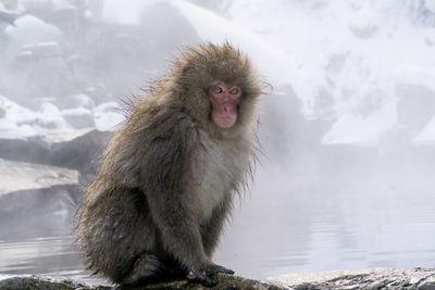 Portrait of a monkey in snow