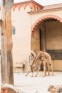 View of a horse in a building