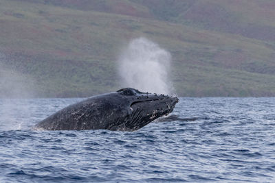 Hawaiian humpback