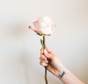 Close-up of hand holding pink rose flower