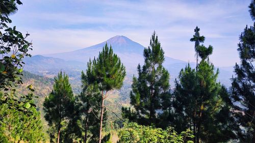 Panoramic view of trees and plants against sky