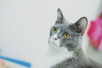 Close-up of a cat looking away