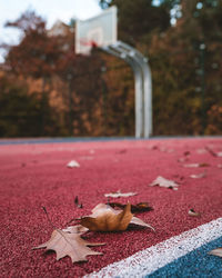 Close-up of dry maple leaves on road