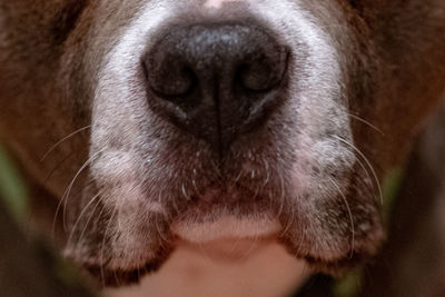 Close-up of a dog