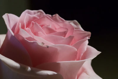 Close-up of pink rose against black background