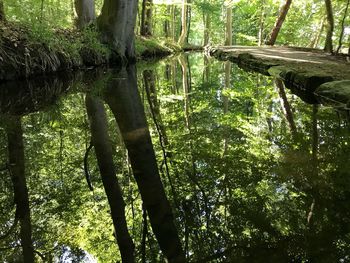 Scenic view of lake in forest