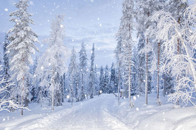 Trees on snow covered landscape against sky