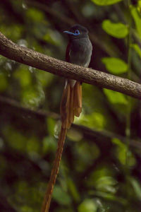 Close-up of bird perching on branch