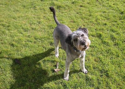 Dog on field