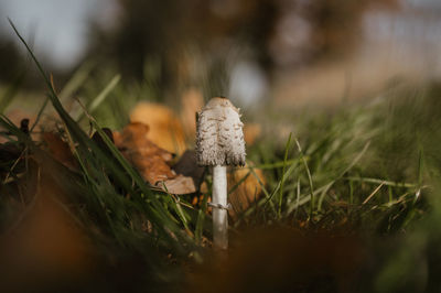 Close-up of mushroom growing on field