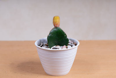 Close-up of succulent plant on table