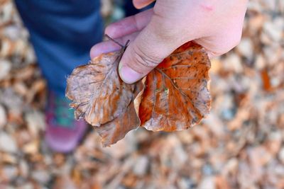 Close-up of hand holding autumn leaves