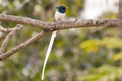 Close-up of bird perching on branch