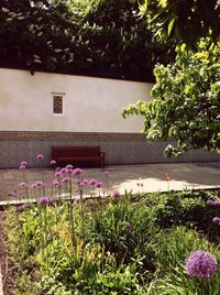 Flower plants against trees and building