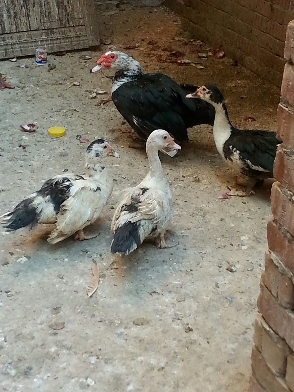 animal themes, bird, animals in the wild, high angle view, wildlife, one animal, two animals, full length, day, outdoors, sunlight, domestic animals, nature, duck, relaxation, pigeon, rock - object, togetherness, medium group of animals, sand