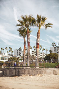 Palm trees by buildings against sky