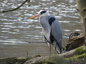 View of birds perching on lake