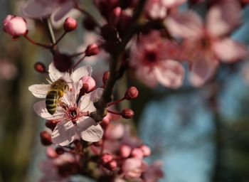 Bee on plum blossom 