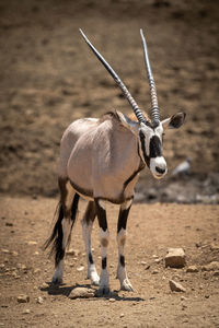 Gemsbok standing in sunshine on rocky ground