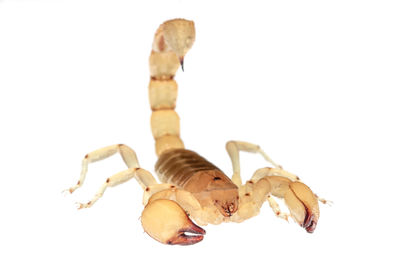 scorpion