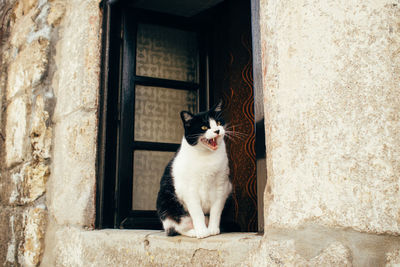 Cat sitting on window sill