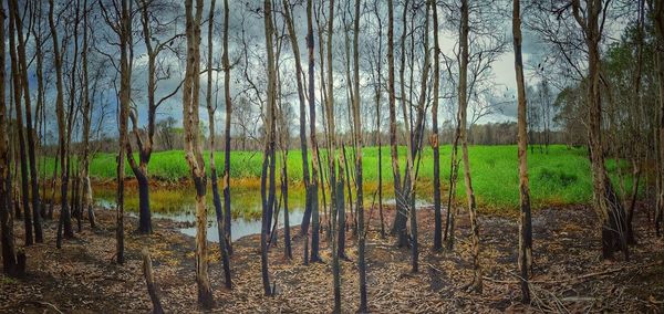 Trees growing in a field