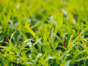 Drops of dew on a green grass