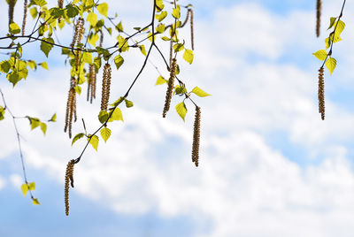 Low angle view of birch buds against cloudy sky